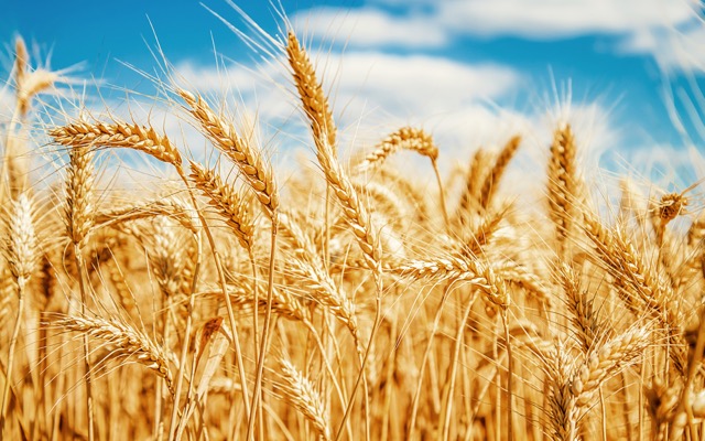 Cover Image for RLF AgTech stellt “Durchbruch” Veridium Saatgutprimierungstechnologie auf globalen Märkten vor